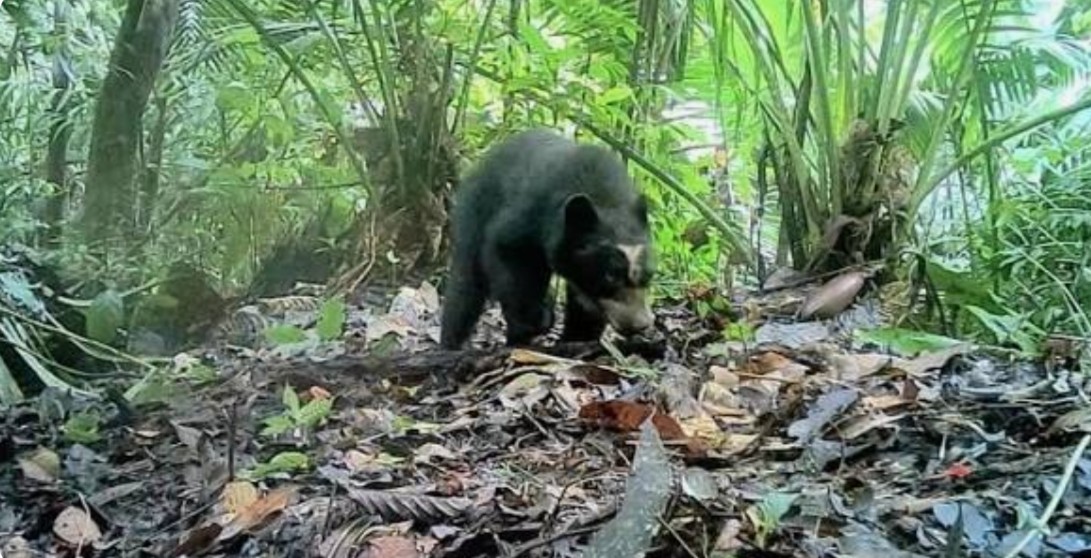 El arquitecto del bosque: tras el rastro del guardián de anteojos