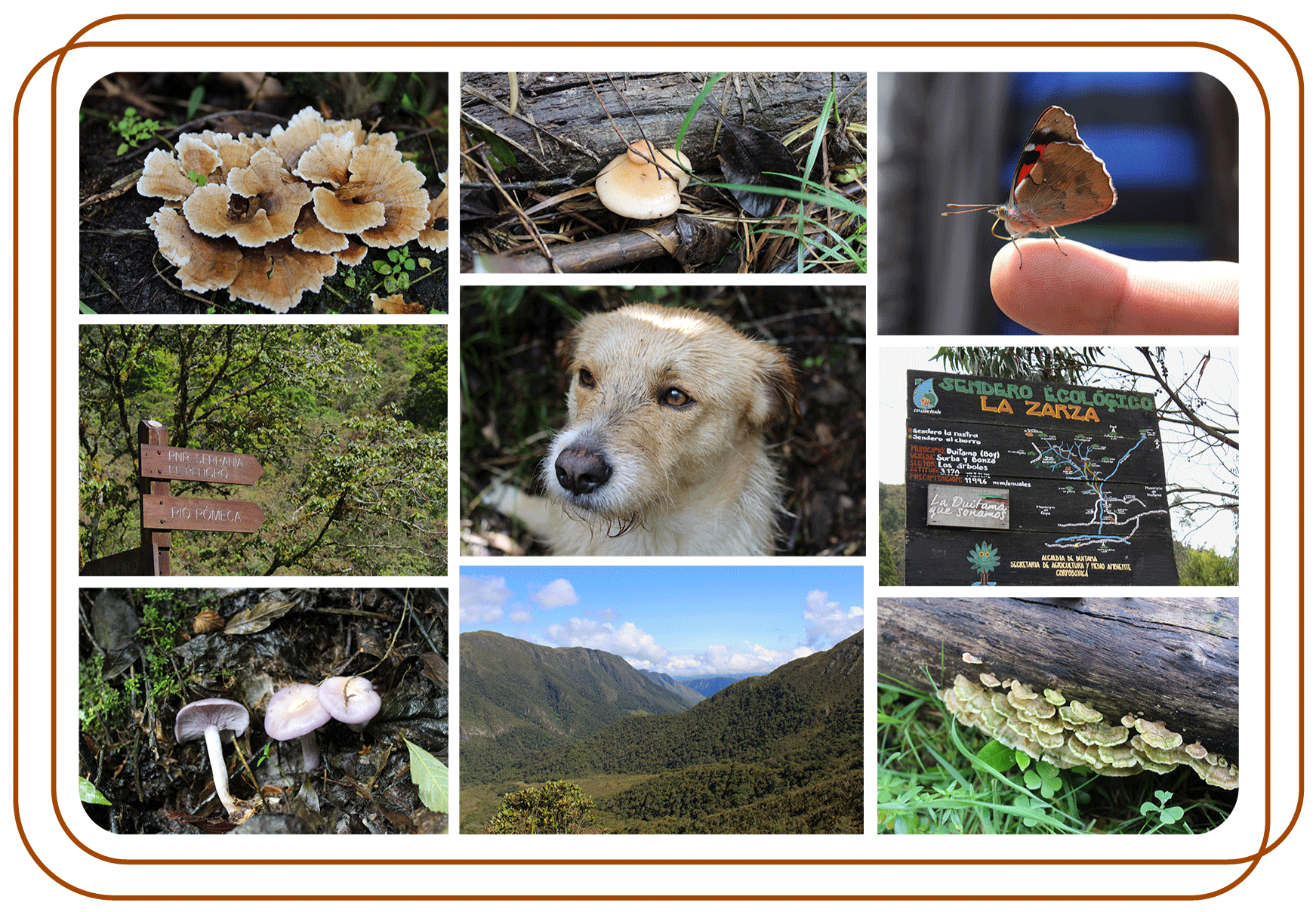Collage proyecto de cepa silvestre