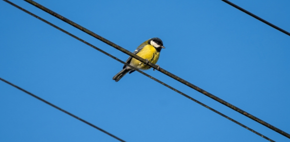 tomada por Cielo Ruiz, Pitán-Pitán (Quiscalus Luguris)