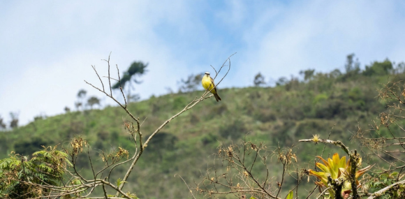 tomada por: Cielo Ruiz, Carbonero común (Parus major)