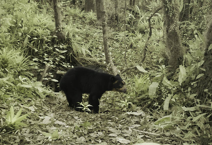 Oso andino captado en zona rural de Boyacá, durante un reciente avistamiento Corpoboyacá 