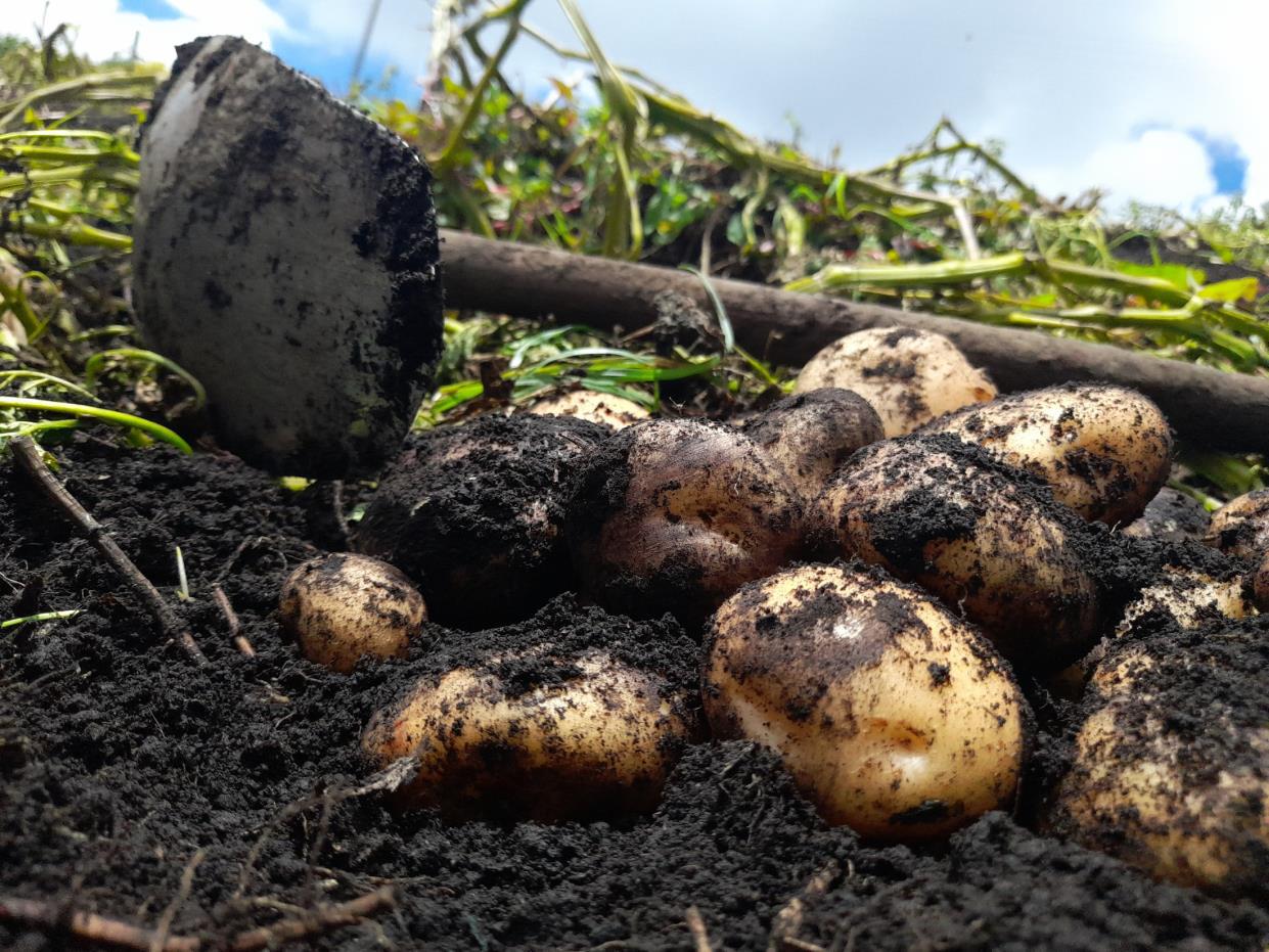 este paso se hace por parte del mismo agricultor de manera manual o con un instrumento llamado azadón.