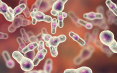 bacteria Clostridium perfringens.