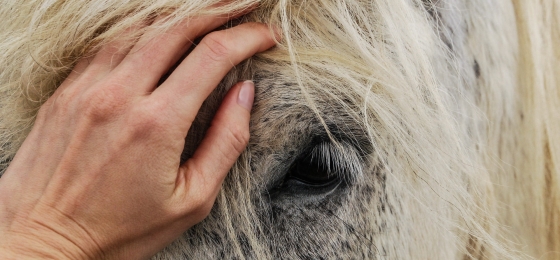 animales