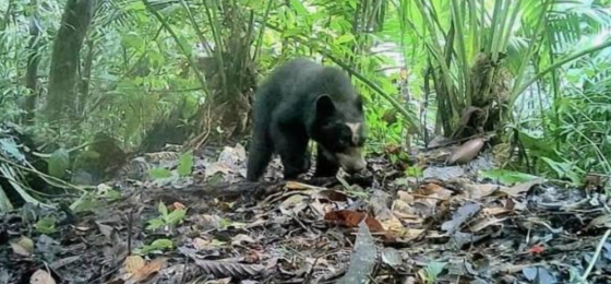 El arquitecto del bosque: tras el rastro del guardián de anteojos